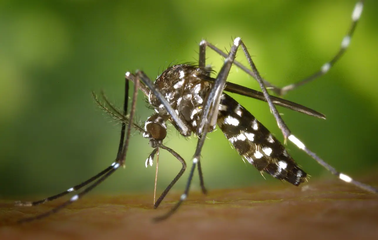 তেজপাতা দিয়ে মশা তাড়ানোর ৭টি উপায়