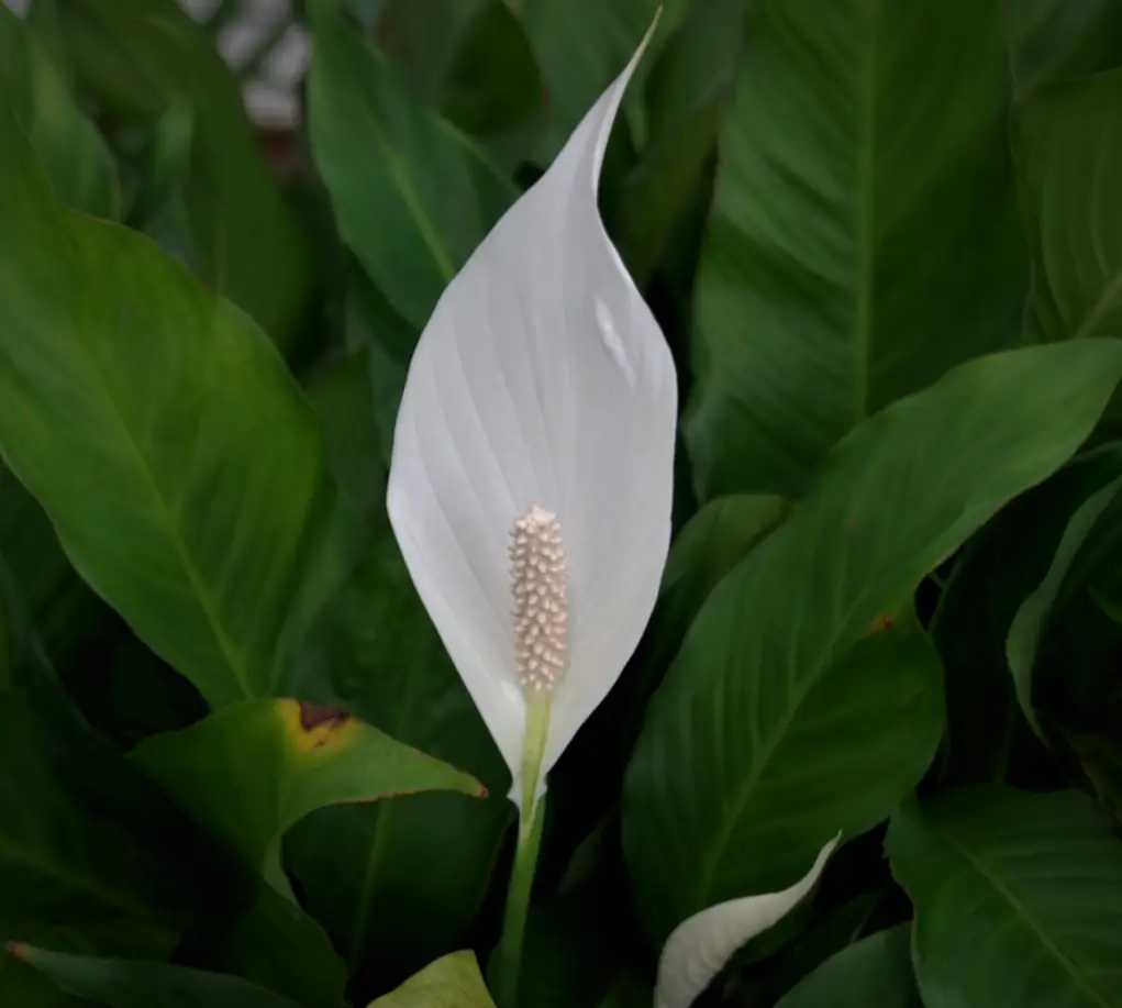 পিস লিলি