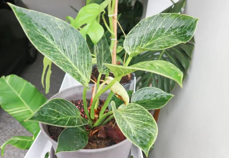 ফিলোডেনড্রন গাছের সঠিক যত্নের নিয়ম