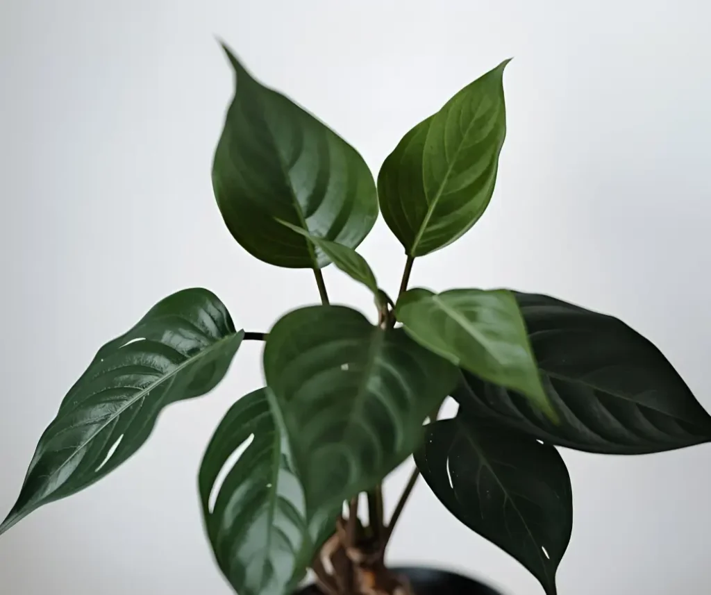 ফিলোডেনড্রন গাছের যত্ন: তাপমাত্রা