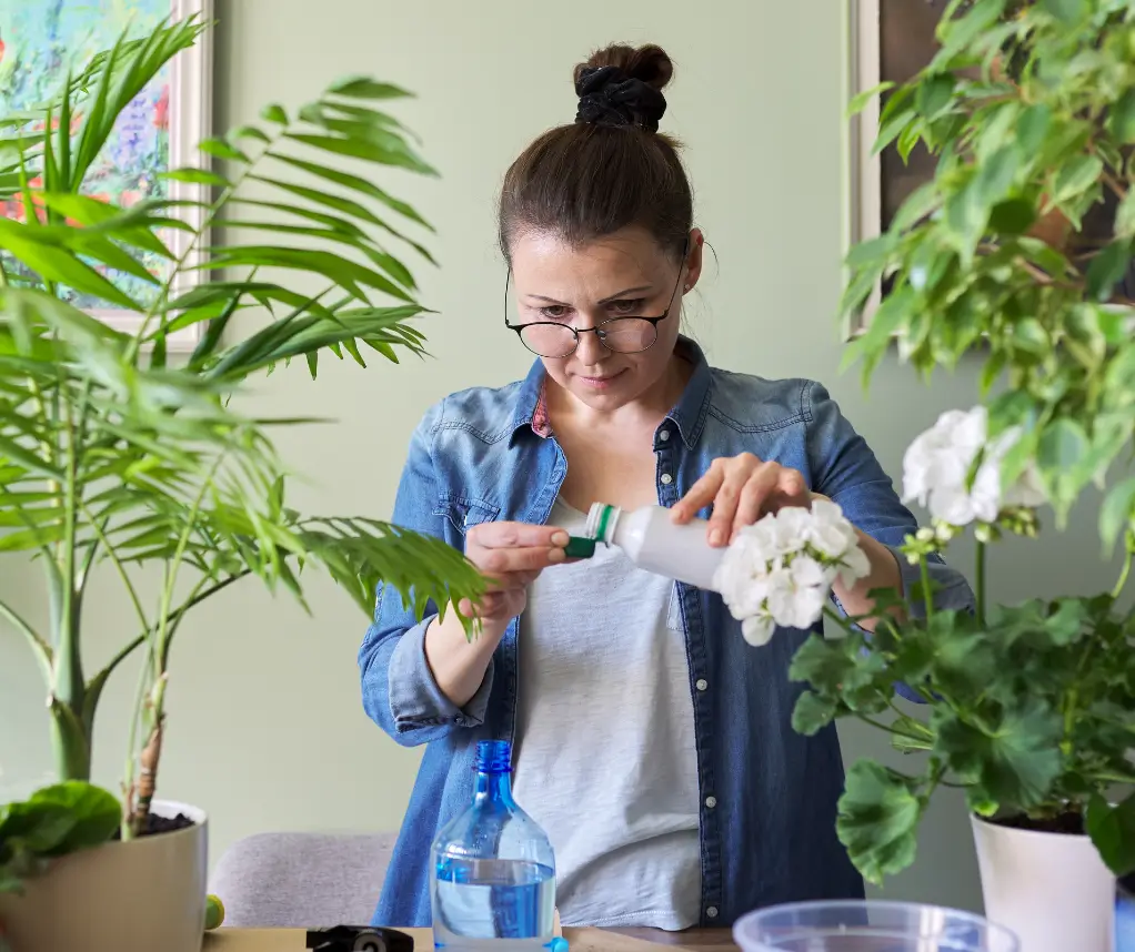 ফিলোডেনড্রন গাছের যত্ন: সার দেওয়ার নিয়ম