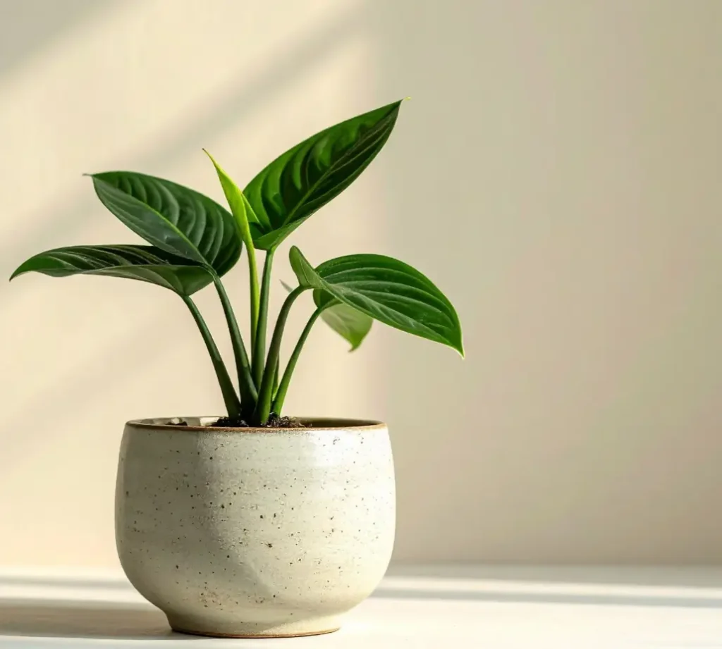 কেন ইনডোর প্ল্যান্ট ঘর সাজানোর জন্য আদর্শ