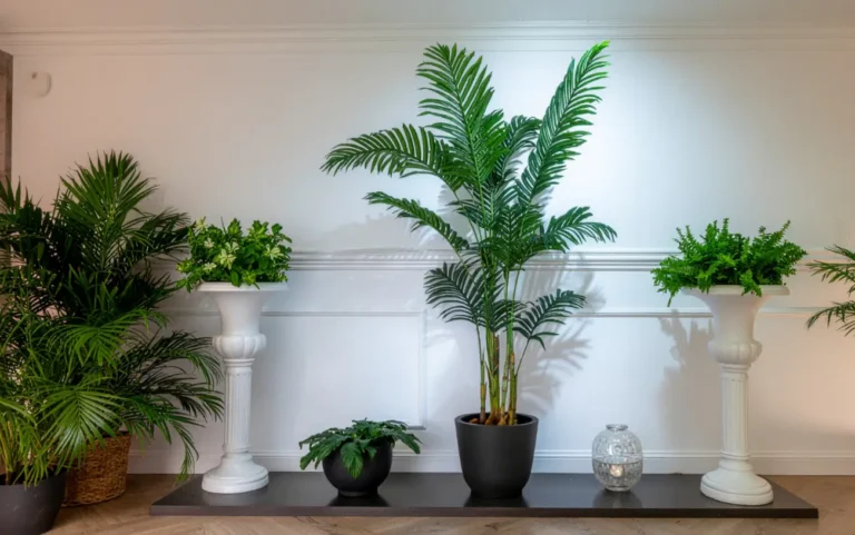 ইনডোর প্ল্যান্ট: ঘরের সৌন্দর্য ও বাতাস পরিষ্কারের সহজ সমাধান