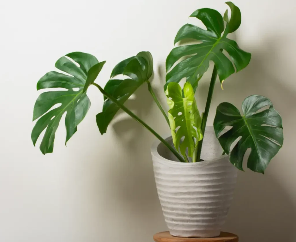 মনস্টেরা গাছের যত্ন ও উপকারিতা